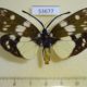 53677p-Zygaenidae-Eterusia-aedea-Vietnam-9