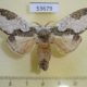 53679p-Notodontiidae-Syntypistis-comatus-f-Vietnam-12