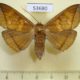 53680p-Noctuidae-Platyja-umbrina-f-Vietnam-7