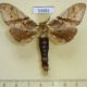 53681p-Notodontiidae-Dudusa-vethi-Vietnam-8