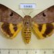 53683p-Noctuidae-Thyas-coronata-f-Vietnam-10