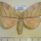 53685p-Notodontiidae-Gangarides-rosea-Vietnam-7