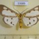 53689p-Noctuidae-Asota-plana-Vietnam-8