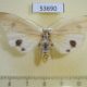 53690p-Arctiidae-Vamuna-maculata-Vietnam-7