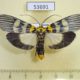53691p-Pyralidae-Vitessa-suradeva-Vietnam-8