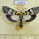 53692p-Pyralidae-Vitessa-suradeva-Vietnam-8