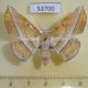 53700p-Geometridae-Sarcinodes-tornubilatus-f-Vietnam-12