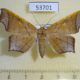 53701p-Noctuidae-Episparis-costistriga-f-Vietnam-9