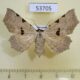 53705p Noctuidae Rema sp Vietnam $7