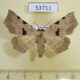 53711p Noctuidae Rema sp Vietnam $7