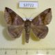 53722p-Noctuidae-Bastilla-amigdalis-Vietnam-8