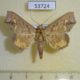 53724p-Noctuidae-Lopharthrum-comprimens-Vietnam-8