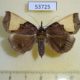 53725p-Noctuidae-Ochrotrigona-triangulifera-Vietnam-9