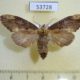 53728p-Notodontiidae-Hexafrenum-sp.-f-Vietnam-7