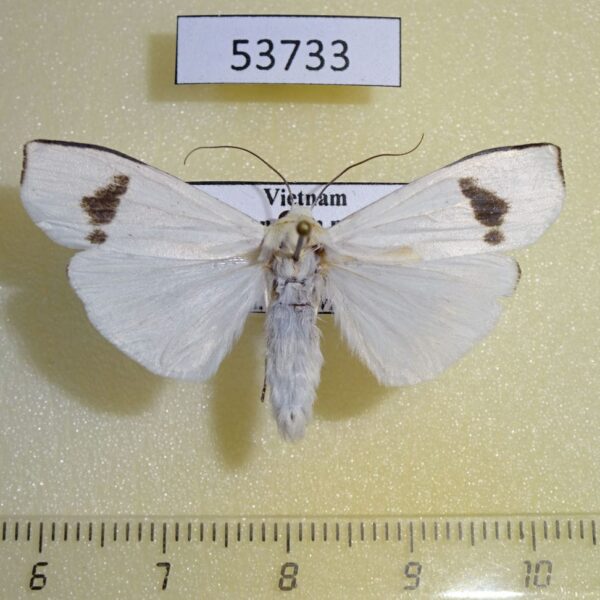 Arctiidae Vamuna remelana Vietnam