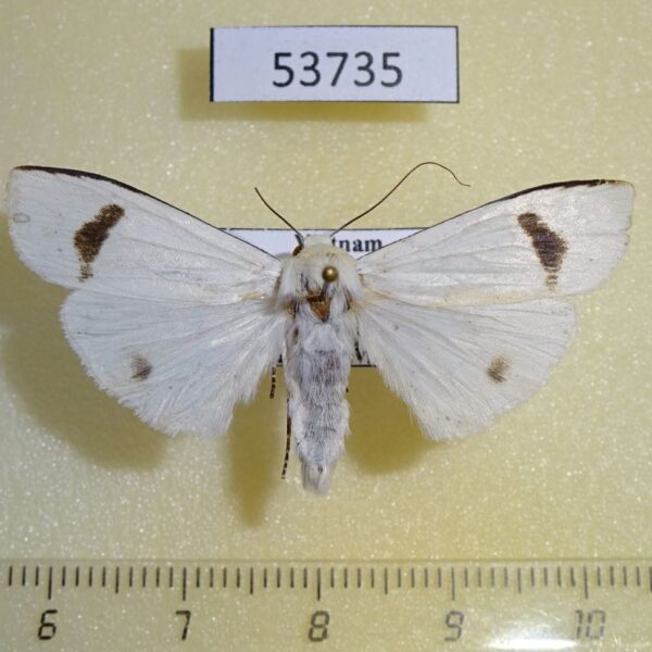 Arctiidae Vamuna remelana Vietnam