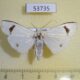 53735p Arctiidae Vamuna remelana Vietnam $5
