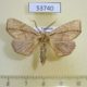 53740p-Notodontiidae-Omichlis-dimorpha-Vietnam-7