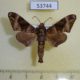 53744p-Sphingidae-Craspedortha-porphyria-Vietnam-8