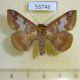53746p-Noctuidae-Ericeia-amanda-Vietnam-10