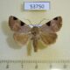 53750p Noctuidae Elydna transversa Vietnam $6