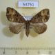 53751p-Geometridae-Ecliptopera-furva-Vietnam-5