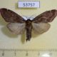 53757p-Pyralidae-sp.-f-Vietnam-5