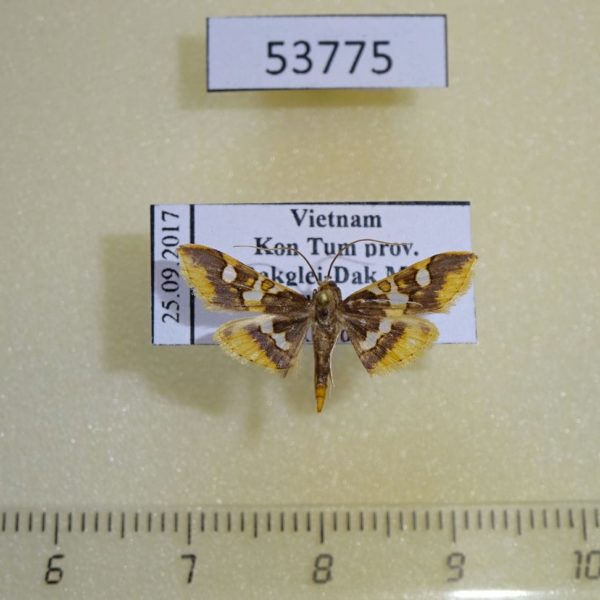 Crambidae Prophantis adusta Vietnam