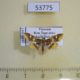 53775p-Crambidae-Prophantis-adusta-Vietnam-3