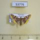 53776p-Crambidae-Prophantis-adusta-Vietnam-4