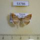 53786p-Crambidae-Hyalobathra-coenostolalis-Vietnam-4