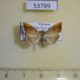 53789p-Crambidae-Hyalobathra-coenostolalis-Vietnam-4