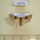 53791p-Arctiidae-Teulisna-karena-Vietnam-6