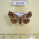 53794p-Noctuidae-Pangrapta-parsimonalis-Vietnam-5