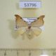 53796p-Drepanidae-Nordstromia-bicostata-Vietnam-5