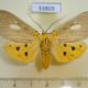 53803p-Noctuidae-Asota-plaginota-Vietnam-7