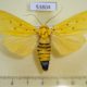 53804p-Noctuidae-Agape-chloropyga-Vietnam-15