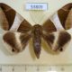 53809p-Noctuidae-Bastilla-crameri-Vietnam8