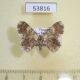 53816p-Geometridae-sp.-Vietnam-4