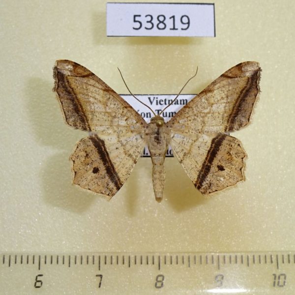 Geometridae Chiasmia ozararia Vietnam