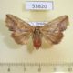 53820p-Noctuidae-Bagada-pyrochroma-f-Vietnam-6