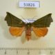 53826p-Noctuidae-Clethrophora-distincta-f-Vietnam-7