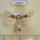 53827p-Limacodidae-Chalcoscelides-castaneipars-Vietnam-6