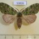 53828p-Notodontiidae-Somera-viridifusca-f-Vietnam-8