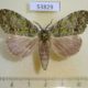 53829p-Notodontiidae-Somera-viridifusca-Vietnam-6