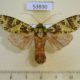 53830p-Noctuidae-Checupa-stegeri-Vietnam-8