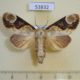 53832p-Notodontiidae-Formofentonia-orbiter-f-Vietnam-8