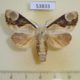 53833p-Notodontiidae-Formofentonia-orbiter-f-Vietnam-8