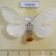 53835p Lymantridae Euproctis sp. postica f Vietnam $8