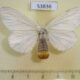 53836p Lymantridae Euproctis sp. postica f Vietnam $7